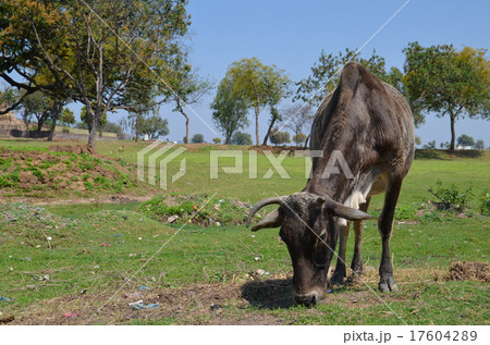 インドの牛 インドの牛 17604289