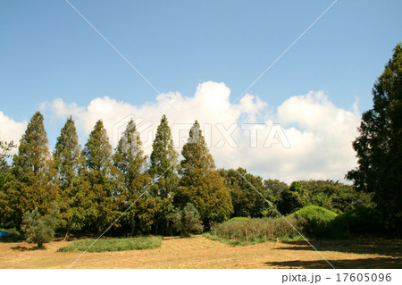 メタセコイヤ並木と青空 17605096