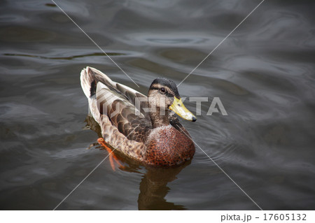 Wild Duck 17605132