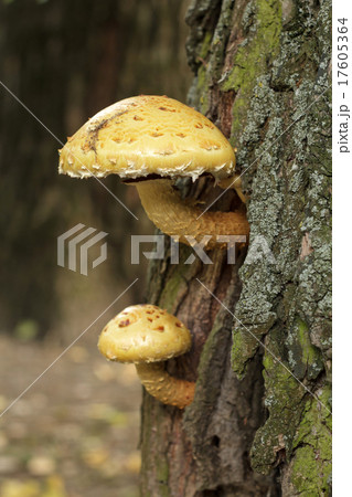 Two mushroom on a tree trunk Two mushroom on a tree trunk 17605364