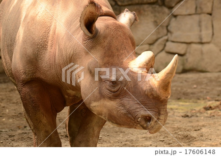 クロサイ 17606148