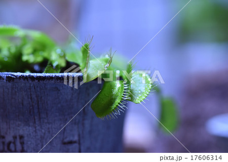 マコデス・ペトラ マコデス・ペトラ 17606314