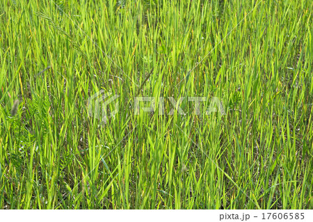 Green grass texture Green grass texture 17606585