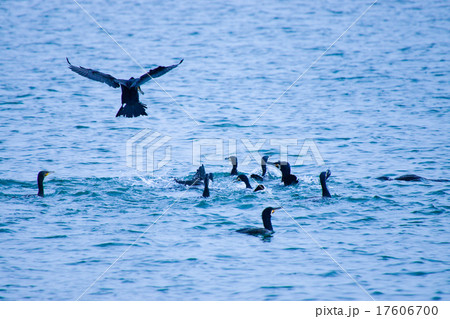 川鵜の捕食 17606700