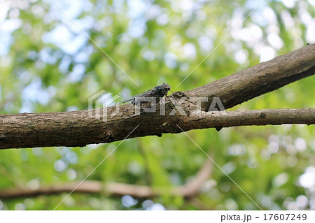 ツクツクボウシ ツクツクボウシ 17607249