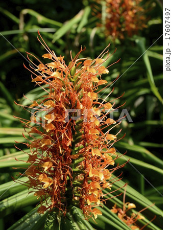 ジンジャーリリー ジンジャーリリー 17607497