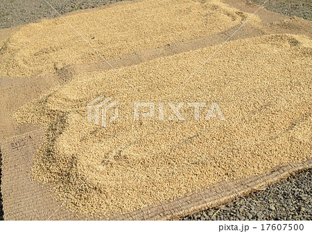 ムシロで籾米の天日干し 17607500