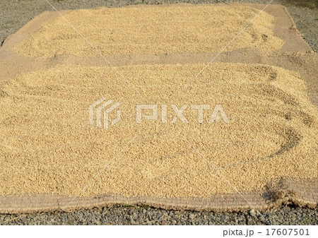 ムシロで籾米の天日干し 17607501