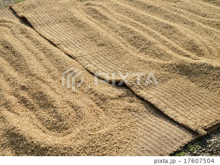 ムシロで籾米の天日干し 17607504