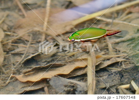 ゲンゴロウ ゲンゴロウ 17607548
