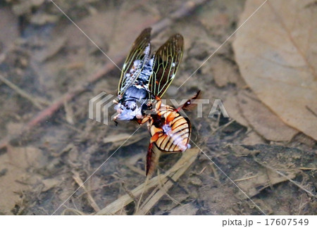 セミを捕食したゲンゴロウ セミを捕食したゲンゴロウ 17607549