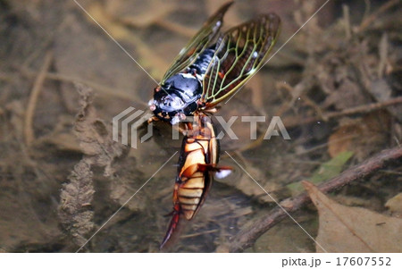 セミを捕食したゲンゴロウ セミを捕食したゲンゴロウ 17607552