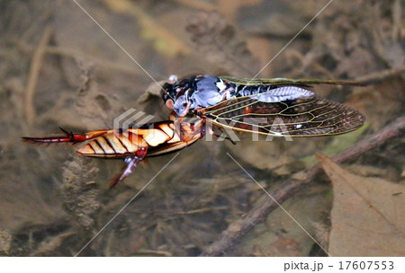 セミを捕食したゲンゴロウ 17607553
