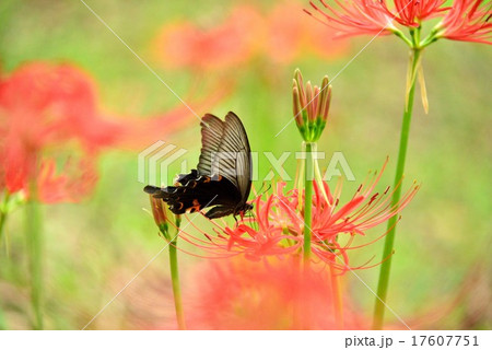 黒いアゲハ 17607751