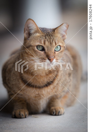 Brown Cat Brown Cat 17608244