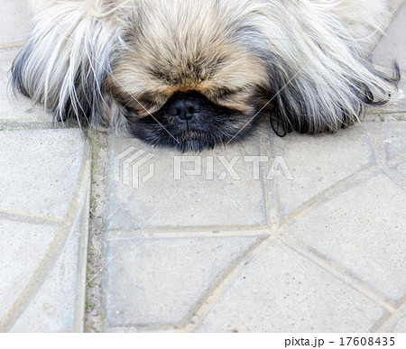 Pekinese dog. 17608435
