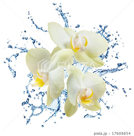 blue water splash isolated 17609854