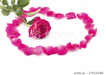 flower of a pink rose at heart center from lobes 17610388