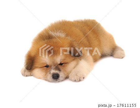 Akita pet dog 17611155