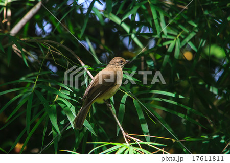 Streak-eared Bulbul 17611811