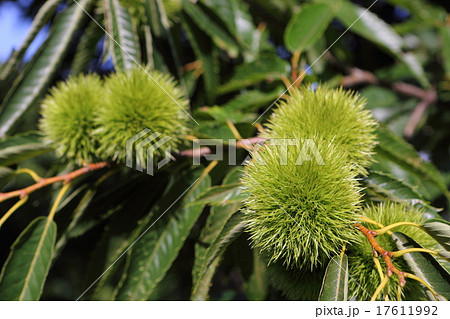青いイガ栗 17611992