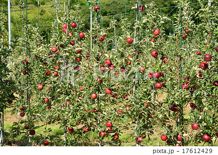 リンゴ畑 リンゴ畑 17612429