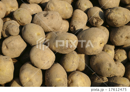 道産じゃがいも 17612475