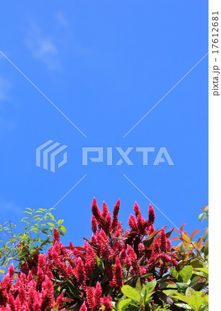 セロシア赤花と青空 17612681
