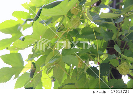 ホップの実 ホップの実 17612725