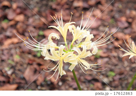 シロバナマンジュシャゲの花 17612863