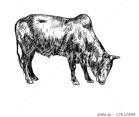 Drawing of ox 17612896