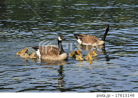 カナダガンの親子 17613146
