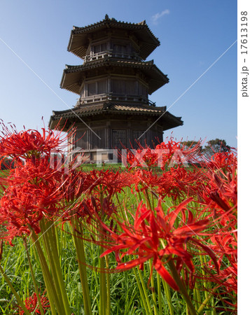 彼岸花に青空の鞠智城 17613198