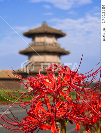 彼岸花に青空の鞠智城 17613284