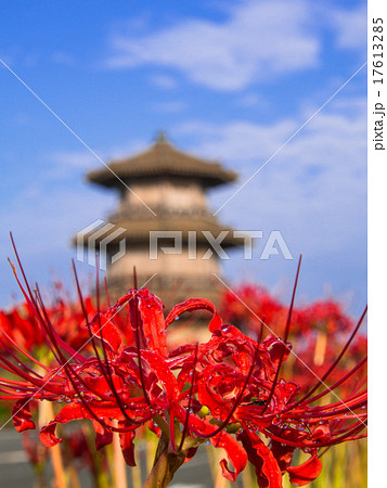 彼岸花に青空の鞠智城 彼岸花に青空の鞠智城 17613285