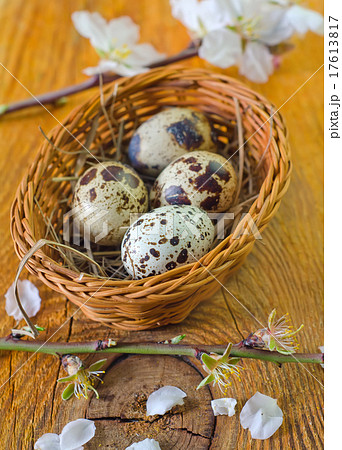 quail eggs quail eggs 17613817