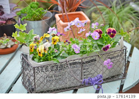 ビオラの寄せ植え ビオラの寄せ植え 17614139