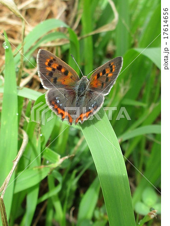 ベニシジミ 17614656