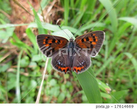 ベニシジミ 17614669