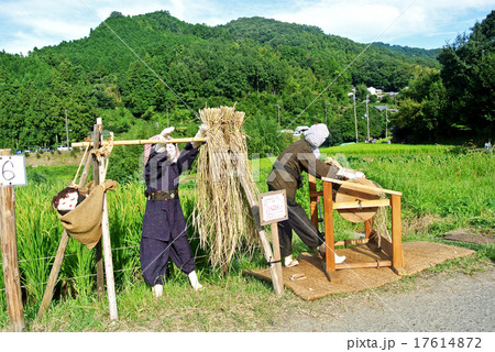 稲渕の棚田と案山子 17614872