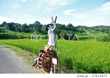 稲渕の棚田と案山子 17614873