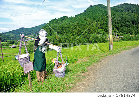 稲渕の棚田と案山子 17614874