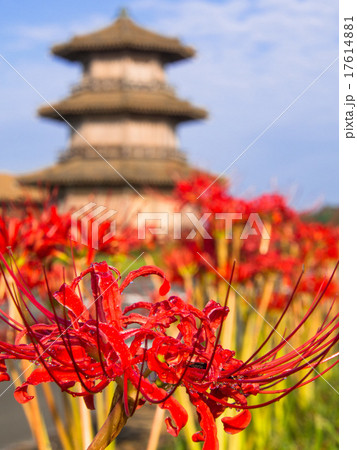 彼岸花に青空の鞠智城 17614881