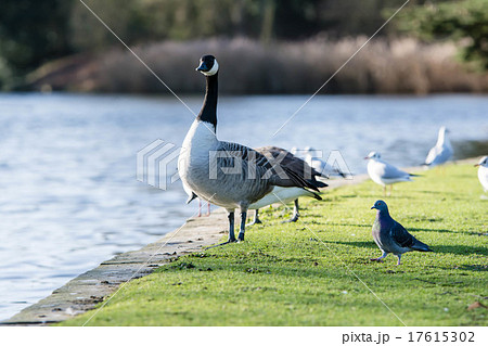水際の鳥たち　ガチョウ、かもめとはと 17615302