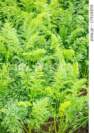 Green growing carrot tops Green growing carrot tops 17616856