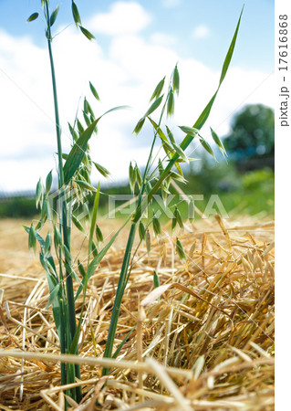 Oats field Oats field 17616868