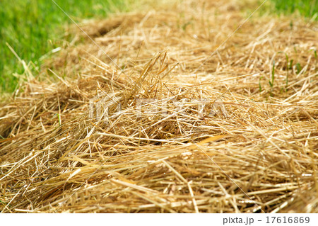 Hay straw in the field 17616869