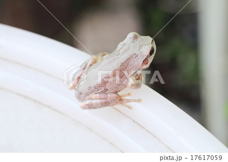 白いアマガエル 17617059