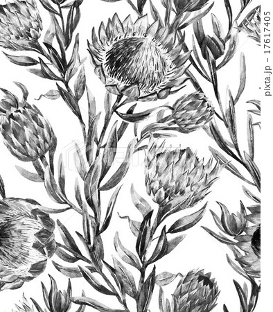 Watercolor tropical protea pattern Watercolor tropical protea pattern 17617405