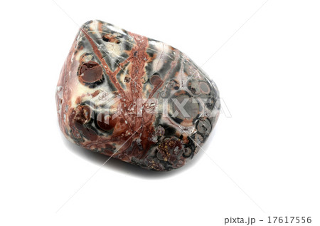 Leopard Skin Jasper 17617556